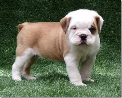 welche rassen sind in der old english bulldog