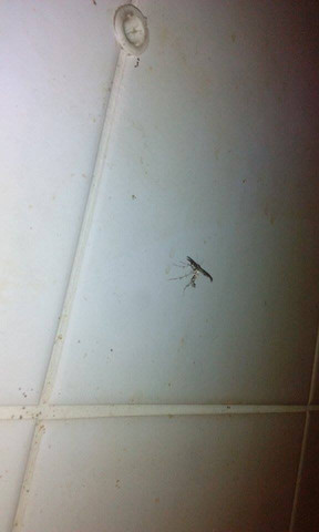 blubb - (Insekten, seltsam, schnaken)