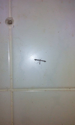 blubb - (Insekten, seltsam, schnaken)