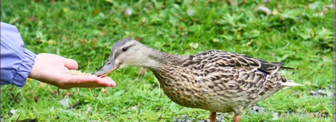 Enten und Gänse füttern? (Futter, Ente)