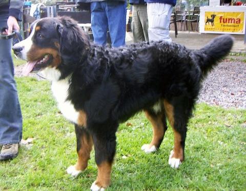 - (Tiere, Hund, Haustiere)