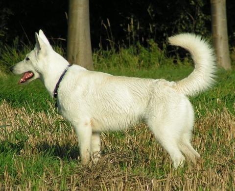 - (Tiere, Hund, Haustiere)