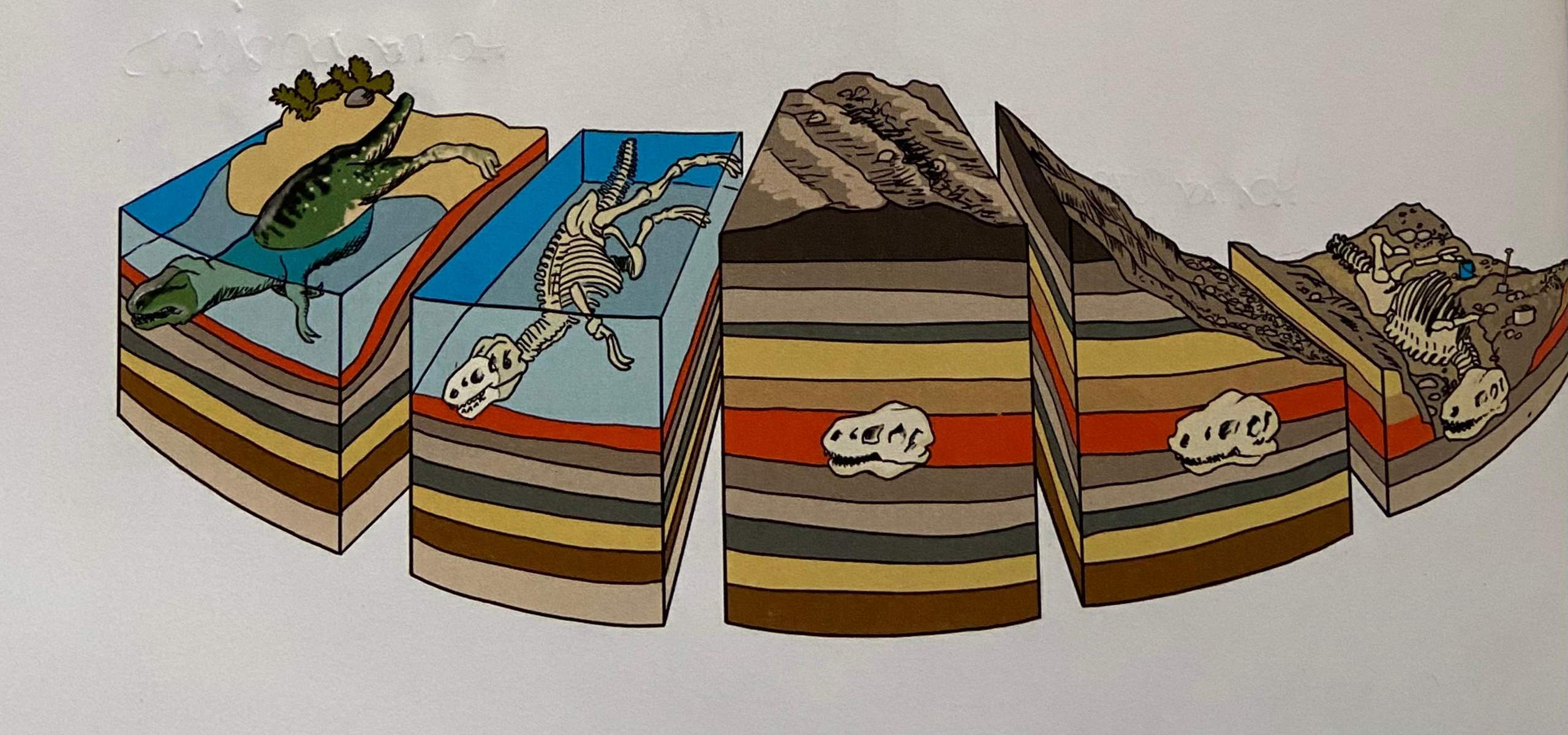 Entstehung eines Fossils? (Schule, Biologie, Fossil)