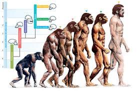 evolution? - (Frauen, Männer, Menschen)
