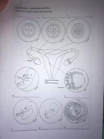 Entwicklung von Embryo & Fetus?
