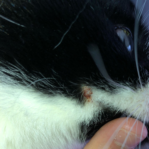 Entzundete Wunde Bei Meiner Katze Gesundheit Und Medizin Entzundung Entzundete Wunde Bei Meiner Katze Gesundheit Und Medizin Entzundung