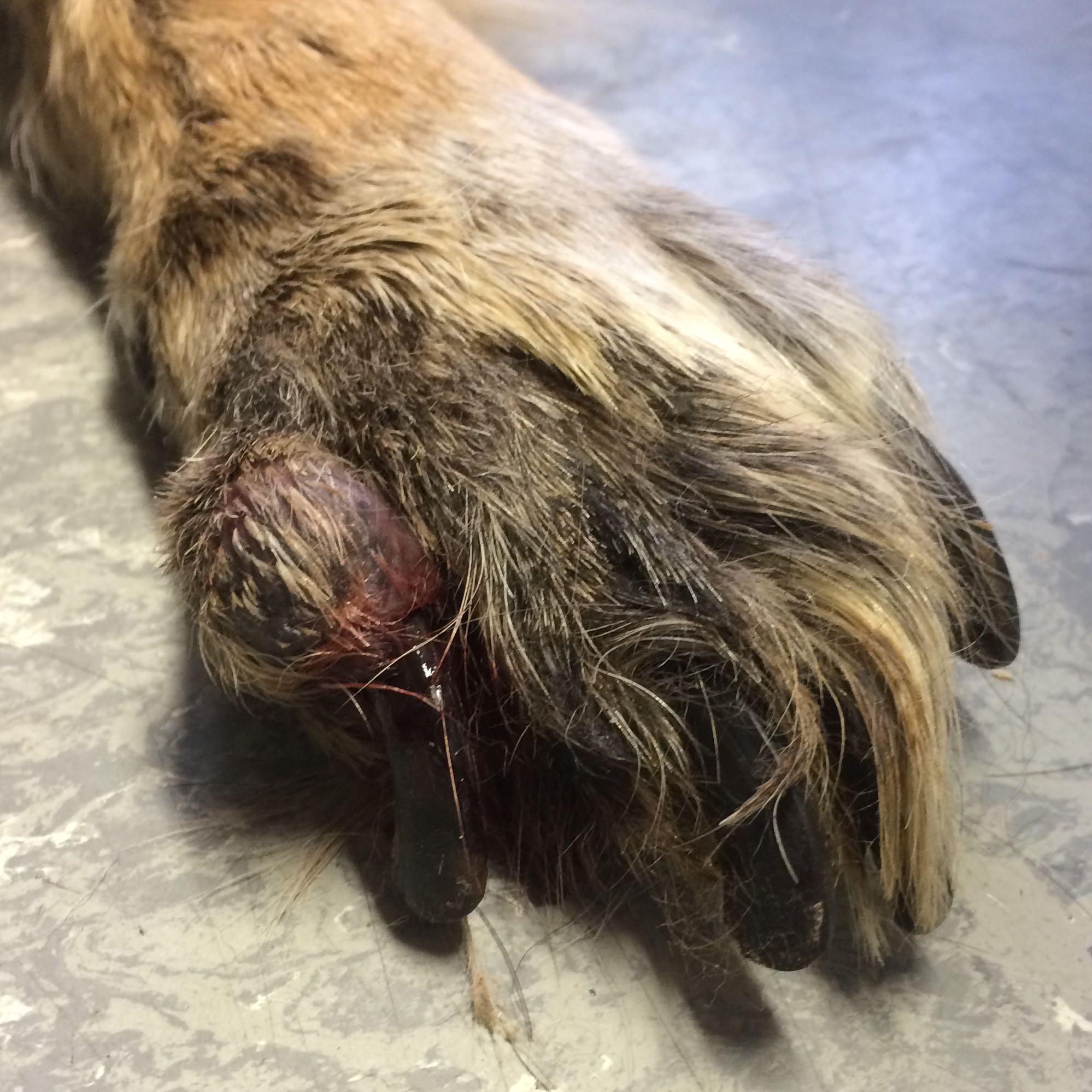 Entzündeter Hundenagel? (Hund, EntzÜndung, Schäferhund)