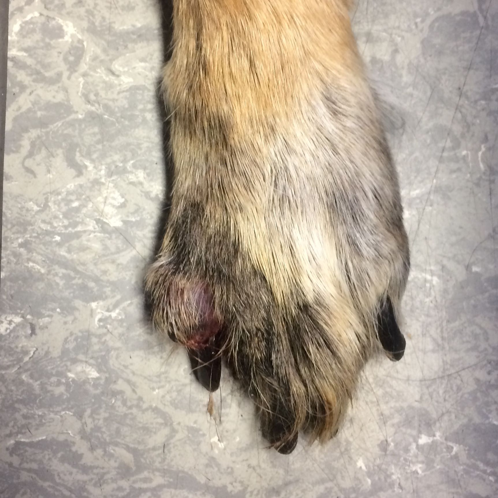 Entzündeter Hundenagel? (Hund, Entzündung, Schäferhund)