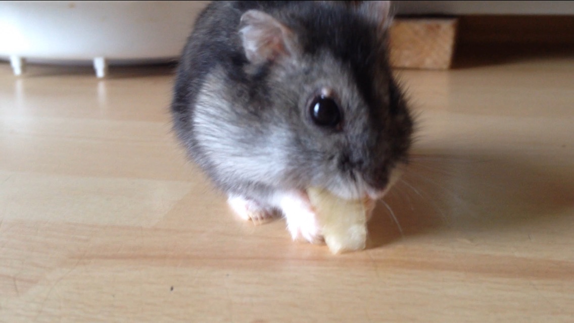 Entzündung am Aug meines Dschungarischen Zwerghamsters (Tiere ... - 0 Original Entzündung am Aug meines Dschungarischen Zwerghamsters (Tiere ... - 0 Original