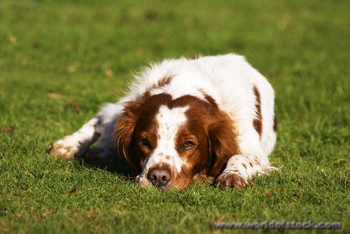 Epagneul Breton (Brittany Spaniel) (Hund, Informationen, Hunderasse)