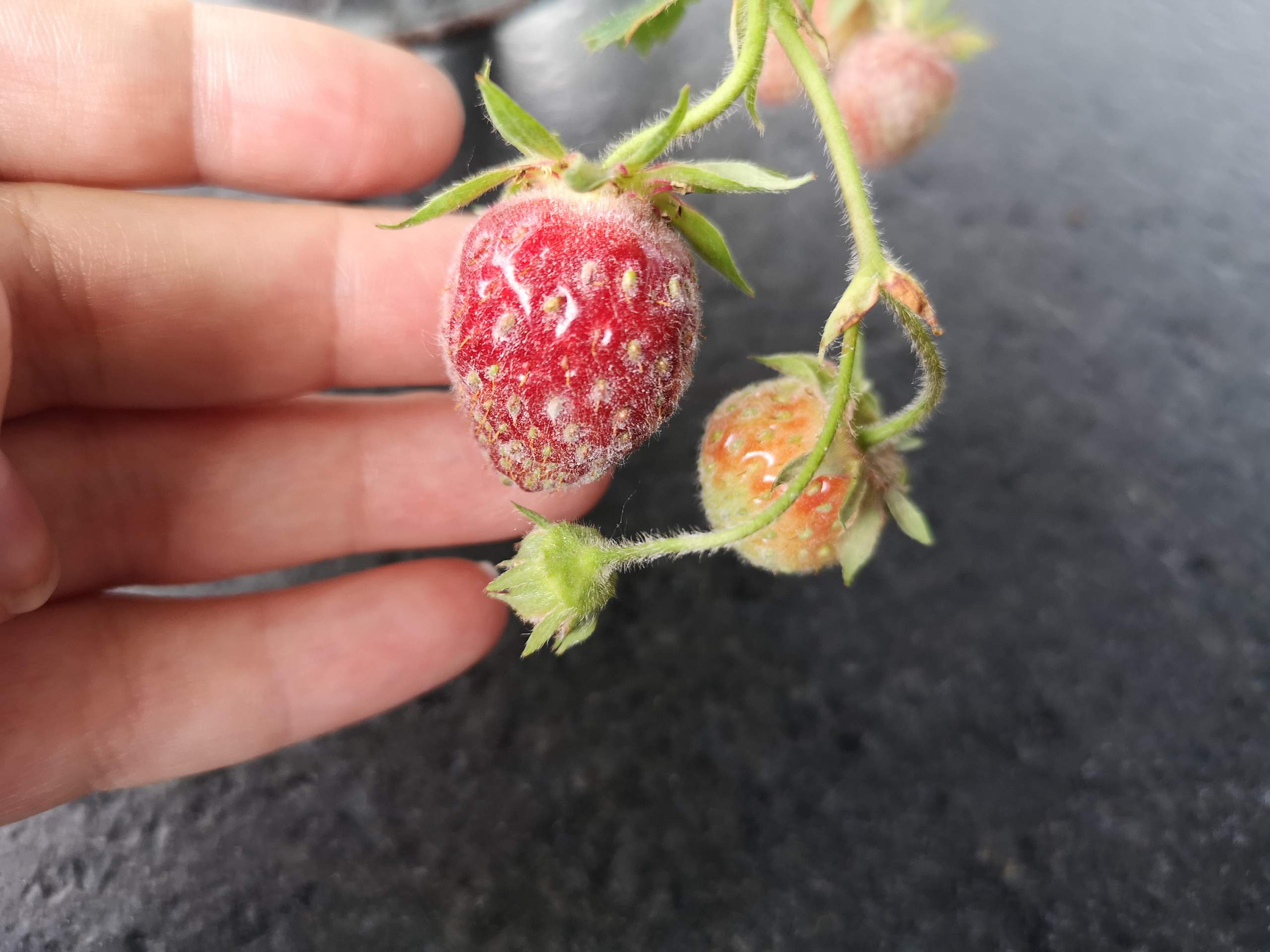Mehltau Bei Erdbeeren