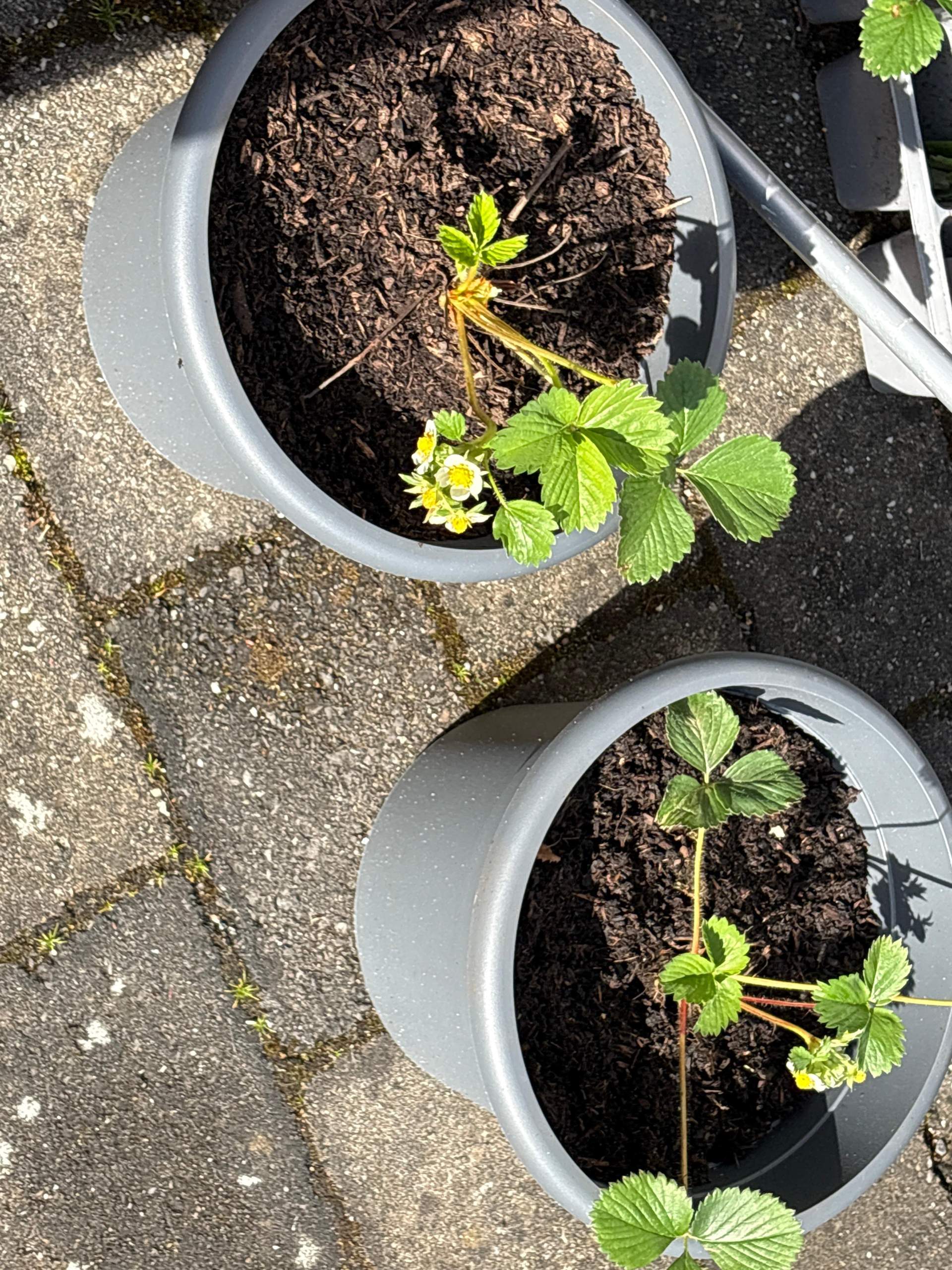 Erdbeer pflanzen blüher abmachen? (Pflanzenpflege, Botanik)