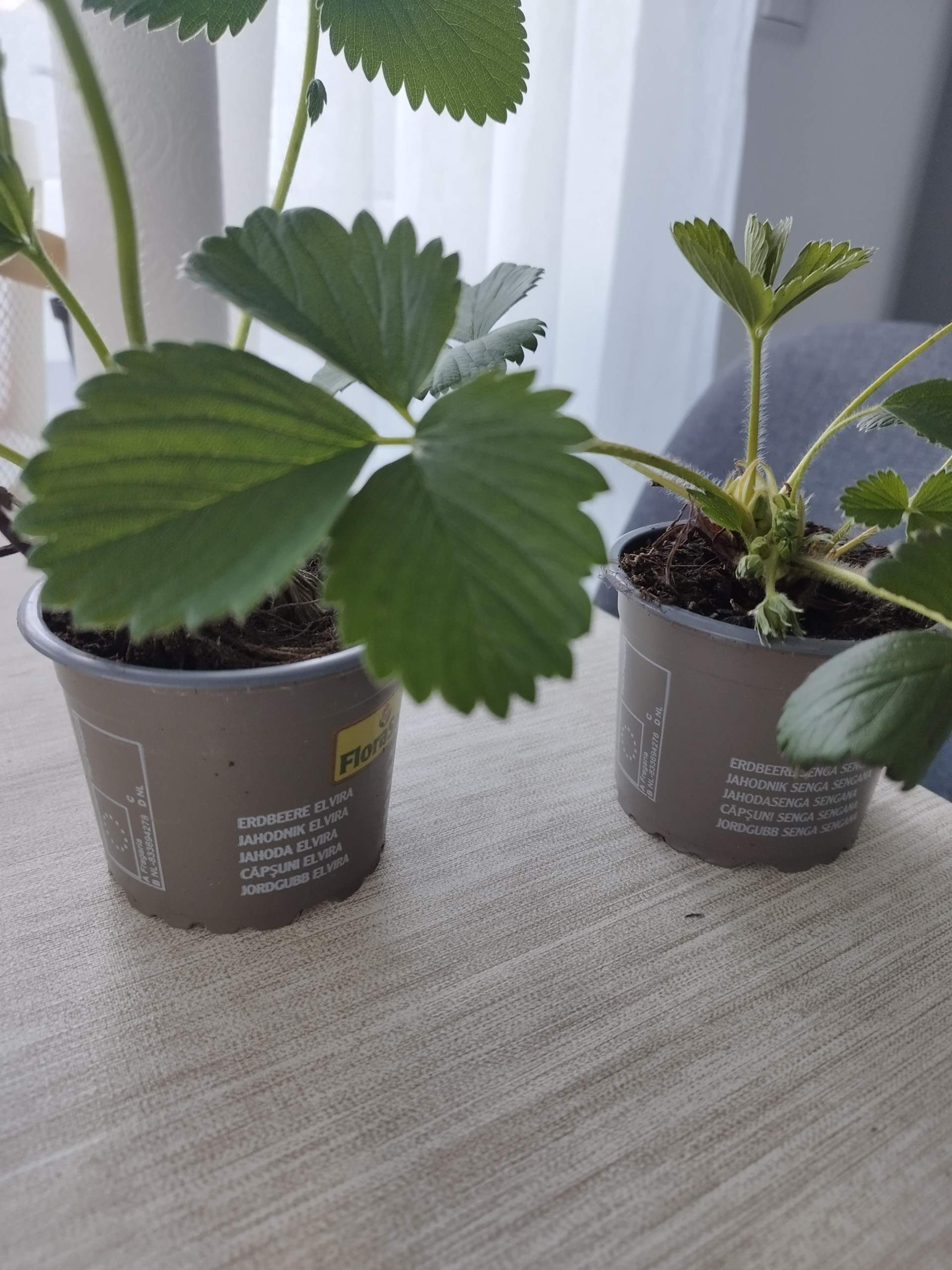 Erdbeeren wie einpflanzen? (Erde, Gemüse, Obst) Erdbeeren wie einpflanzen? (Erde, Gemüse, Obst)