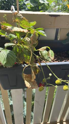 Erdbeerpflanze auf Balkon geht ein?