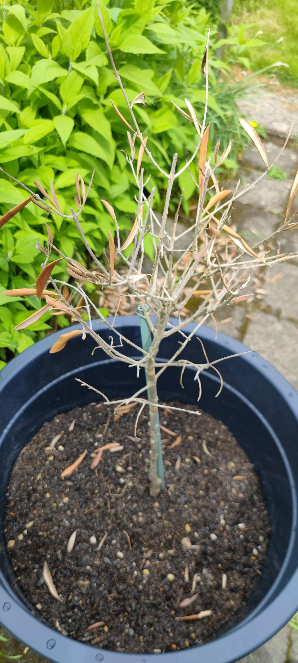 Erholt sich der Olivenbaum nochmal? (Wasser, Garten, Erde)