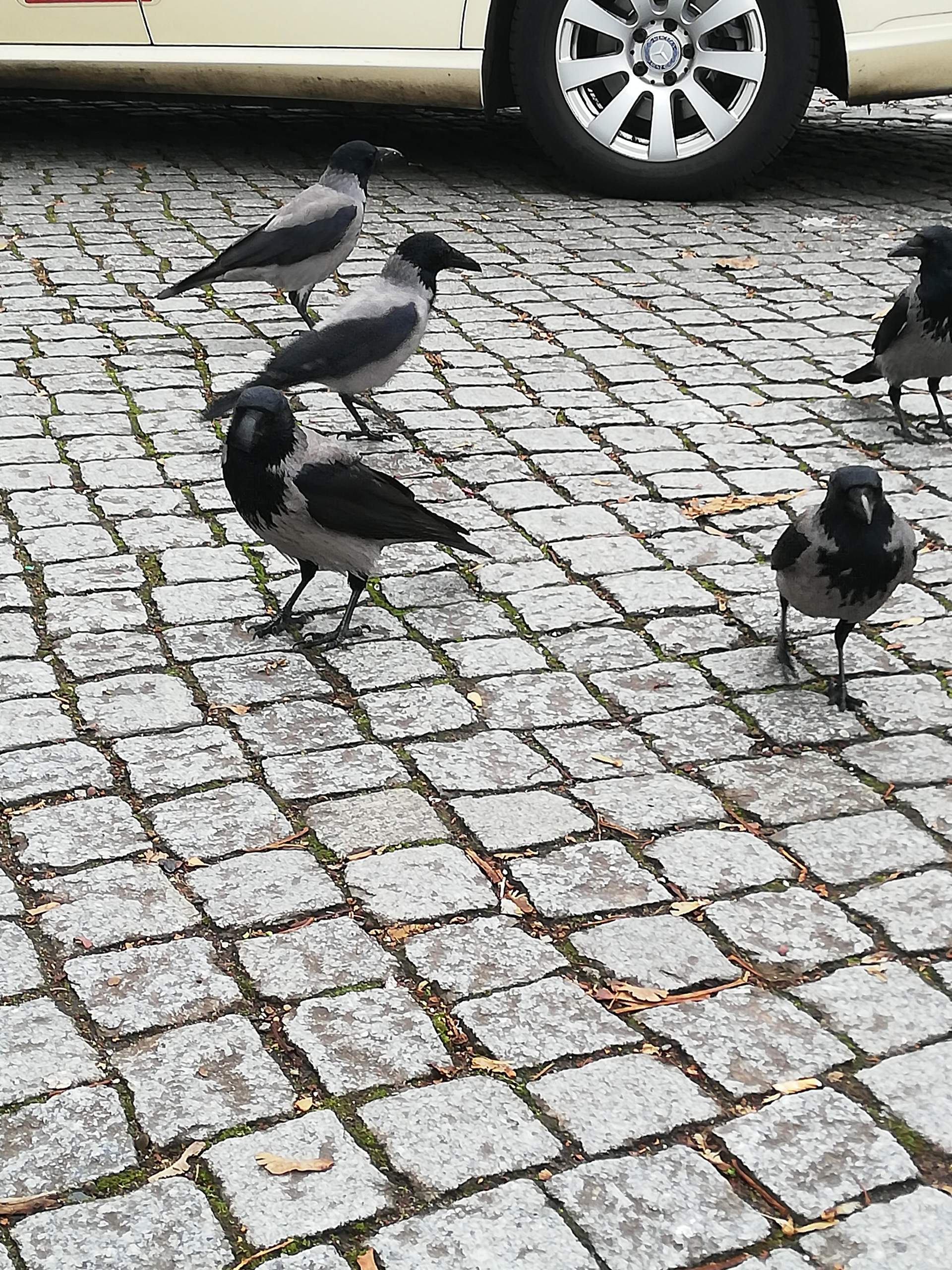 Erinnern sich Raben, wenn man sie füttert, an ihre Zeit im Nest? (Tiere ...