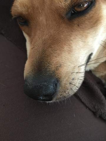 erste anzeichen fur leishmaniose gesundheit und medizin medizin hund