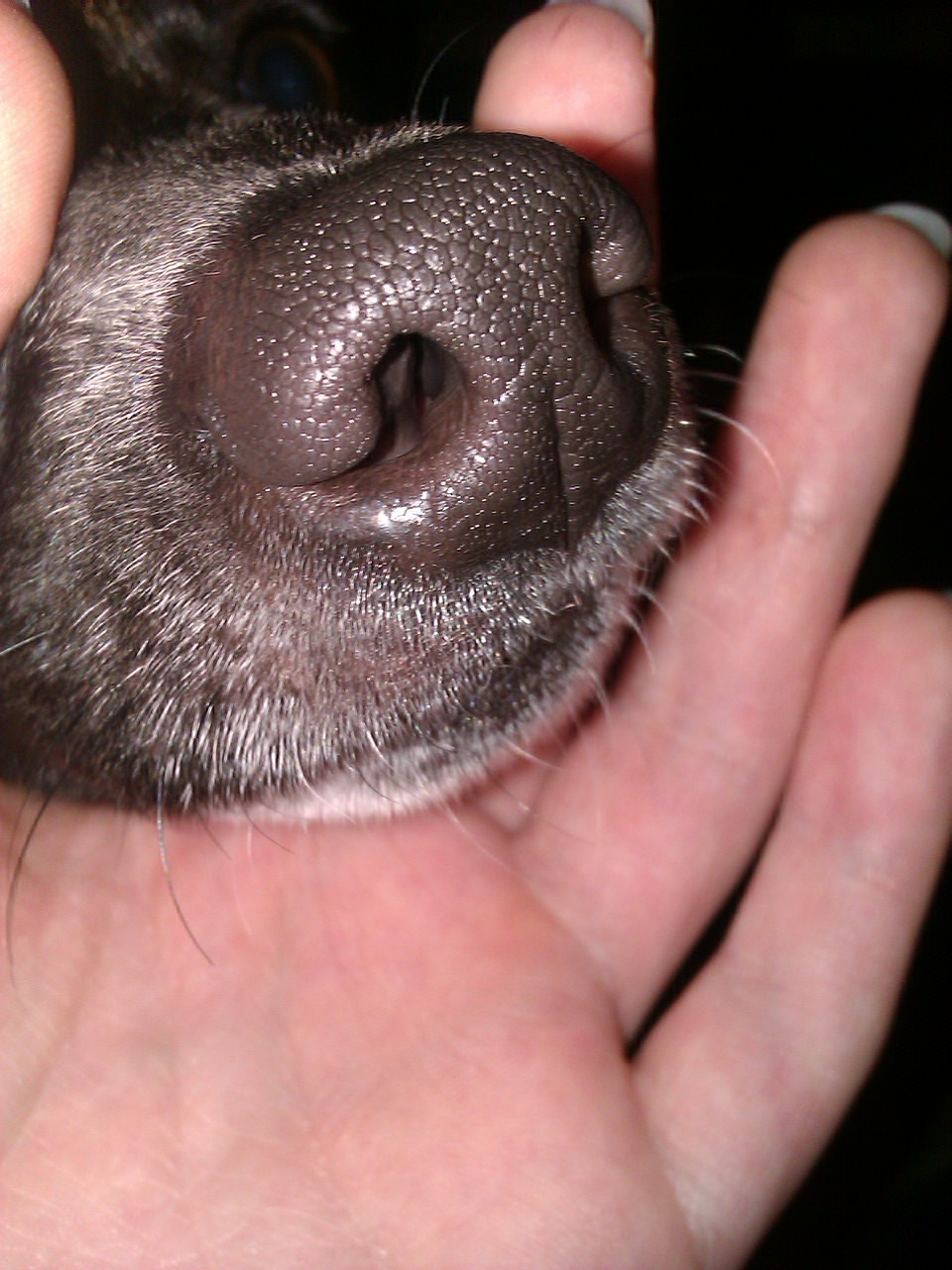Es geht um die Schnauze des Hundes (Hund, weiß)