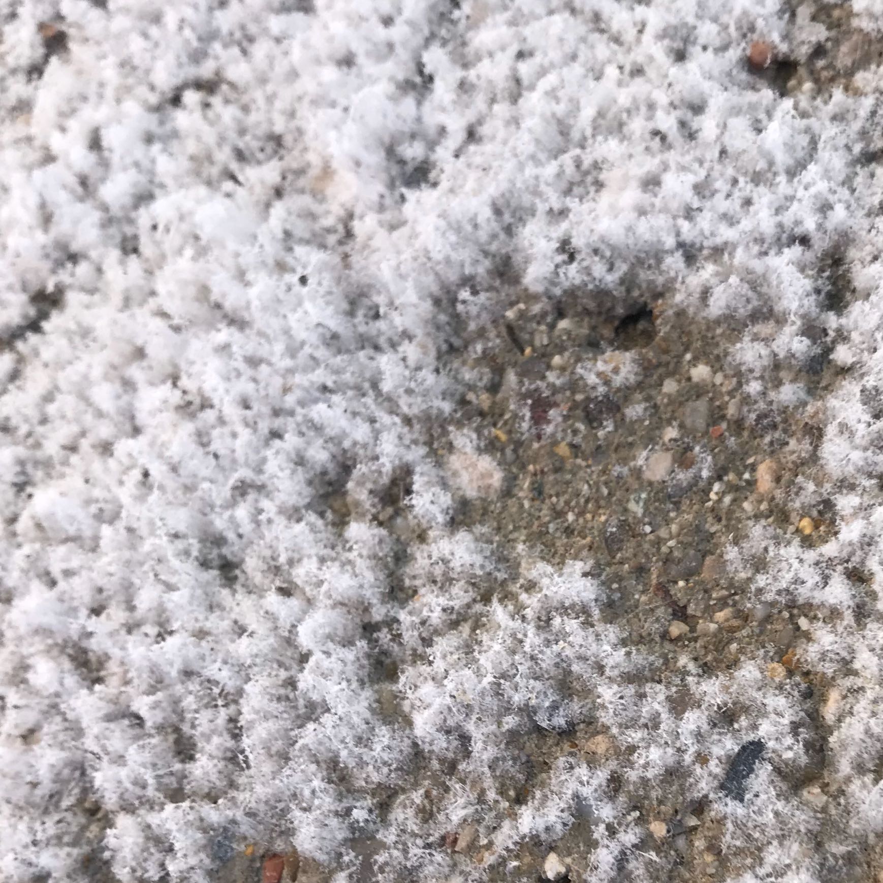 Es Wachst Auf Dem Balkon Auf Beton Gesundheit Und Medizin Schimmel Pilze