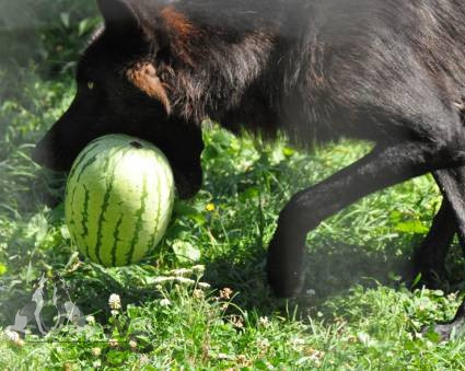 Fressen Wolfe Auch Melonen Wolf Melone