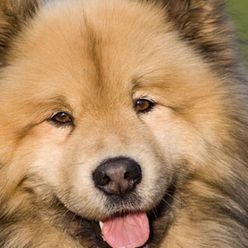 Eurasier Hunderasse ? (Hund, Allergie, Hunderassen)