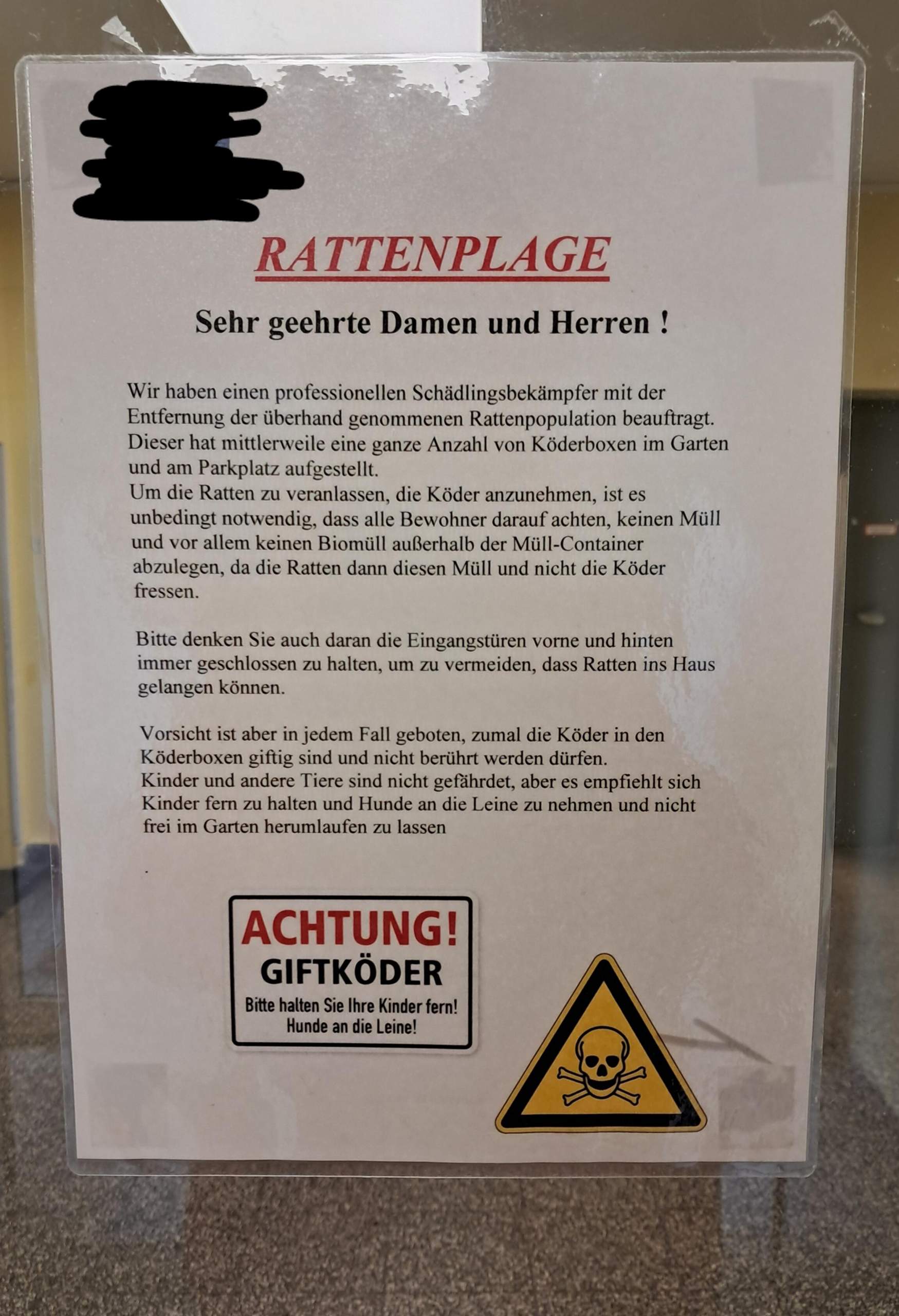 Europäische Ratten''plage'' - Was ist eure Meinung dazu, Ratten zu ...