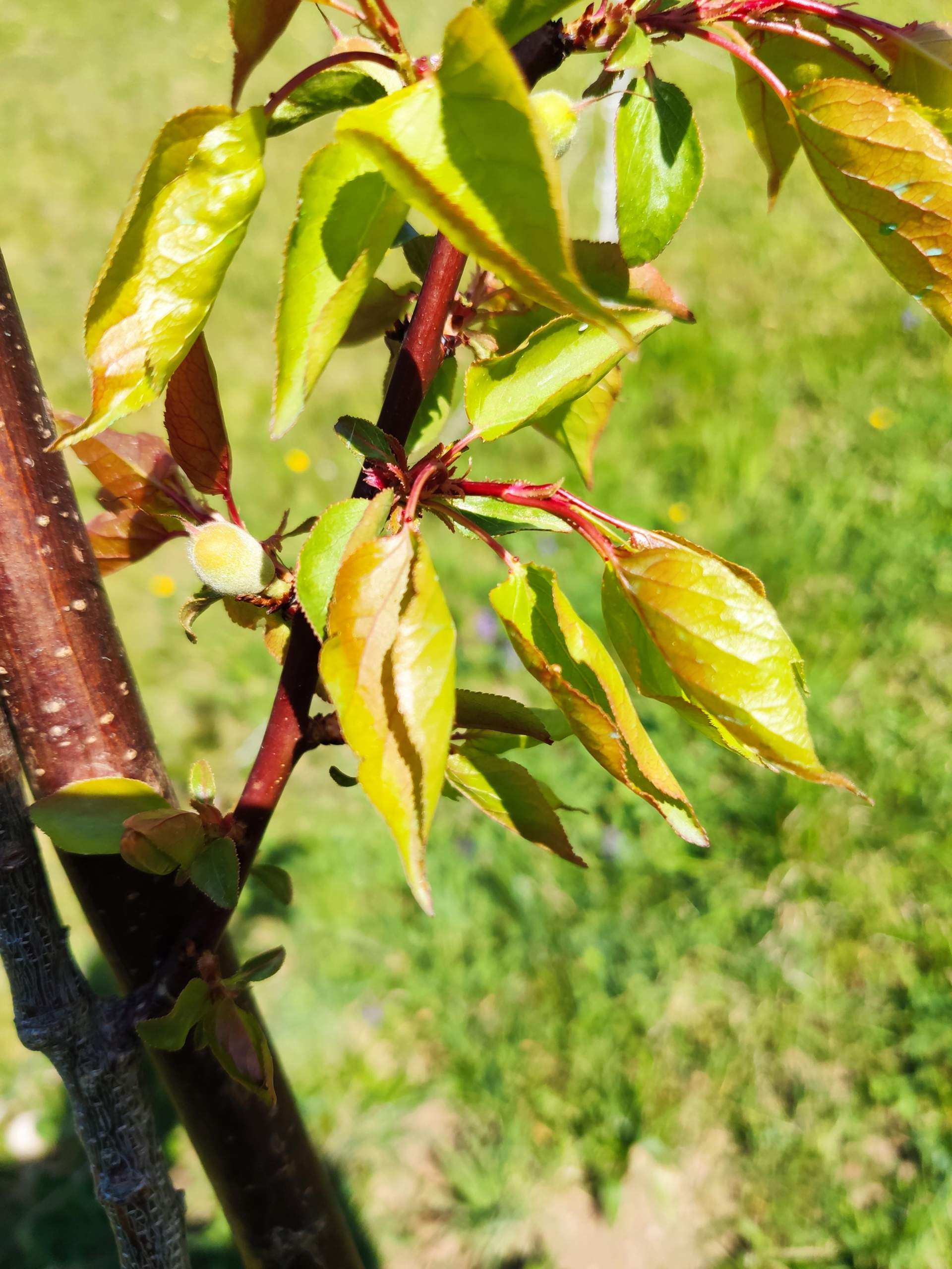 Europäische Steinobstvergilbung (Obstbaum)? (Pflanzen, Garten, Obst)