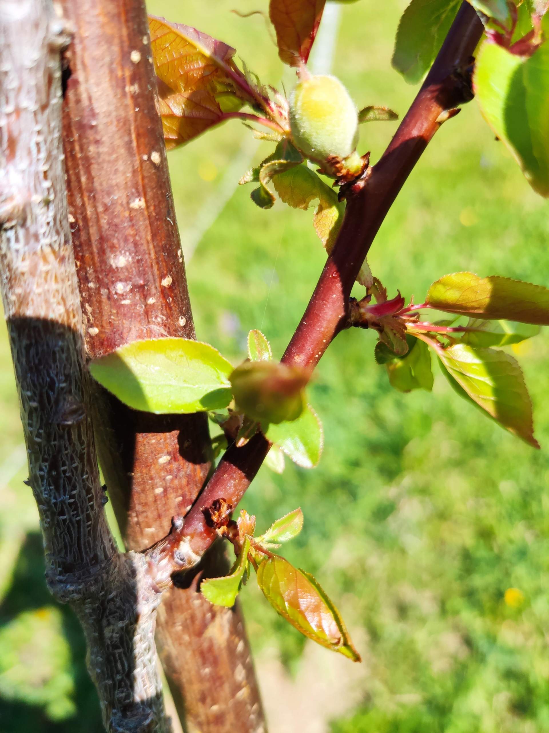 Europäische Steinobstvergilbung (Obstbaum)? (Pflanzen, Garten, Obst)