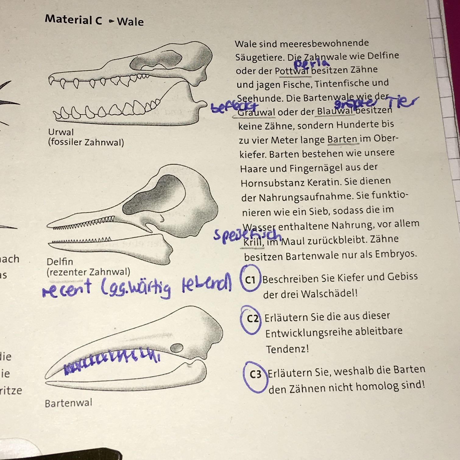Evolution Wale Biologie