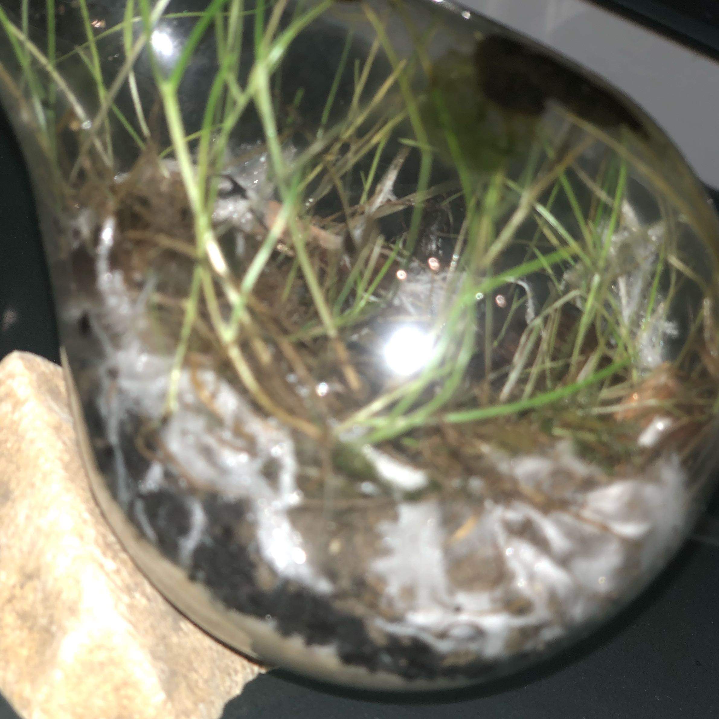 Ewiges Terrarium, Pilz? (Tiere, Schimmel, Pilze)