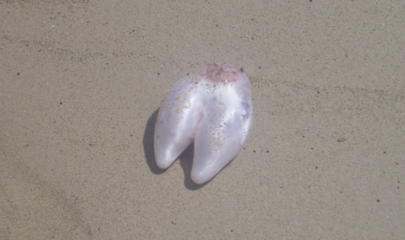 Ein Foto der gefundenen Qualle - (Meer, Strand, Quallen)