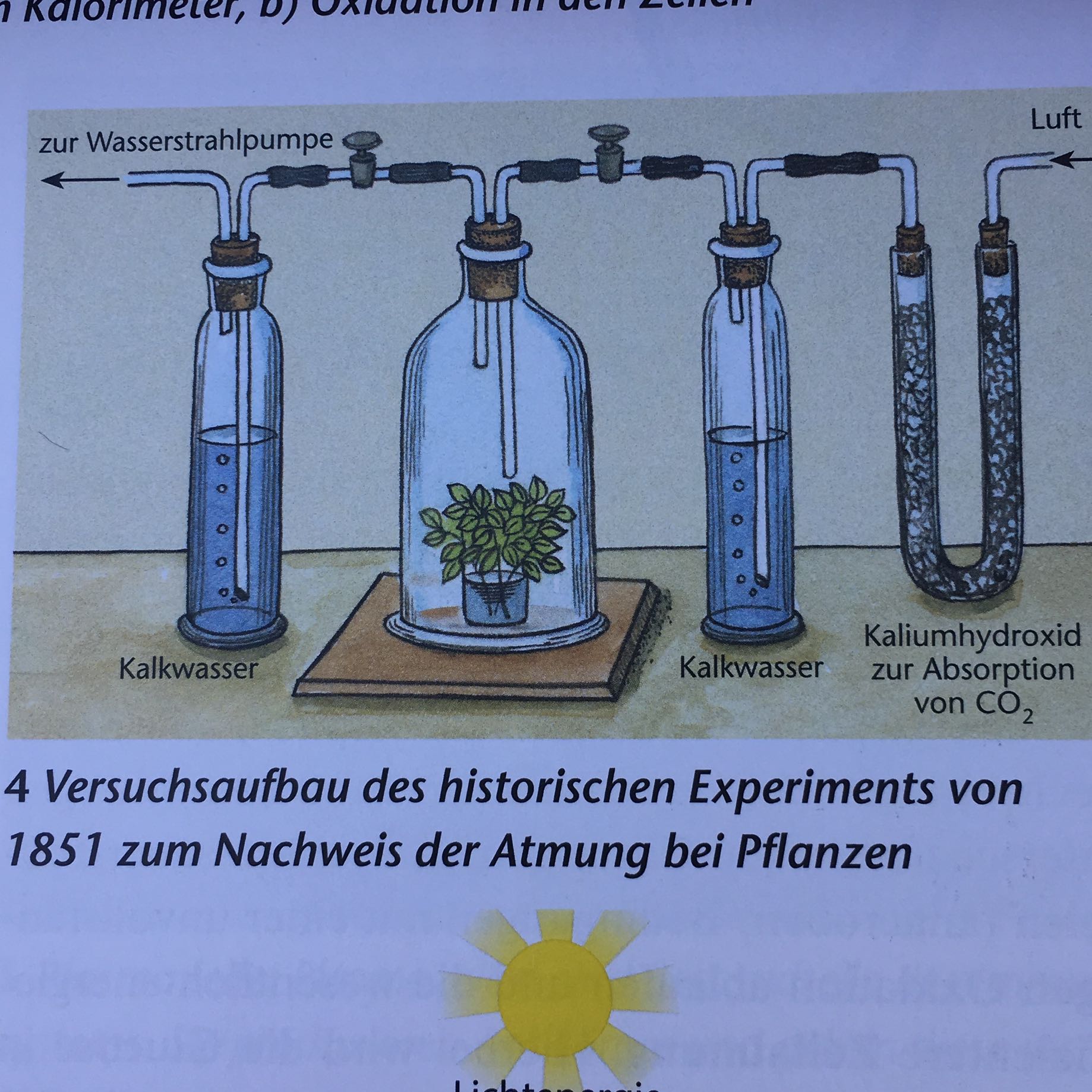 Experiment zu Nachweis der Pflanzenatmung beschreiben? (Biologie ... - 0 Original Experiment zu Nachweis der Pflanzenatmung beschreiben? (Biologie ... - 0 Original