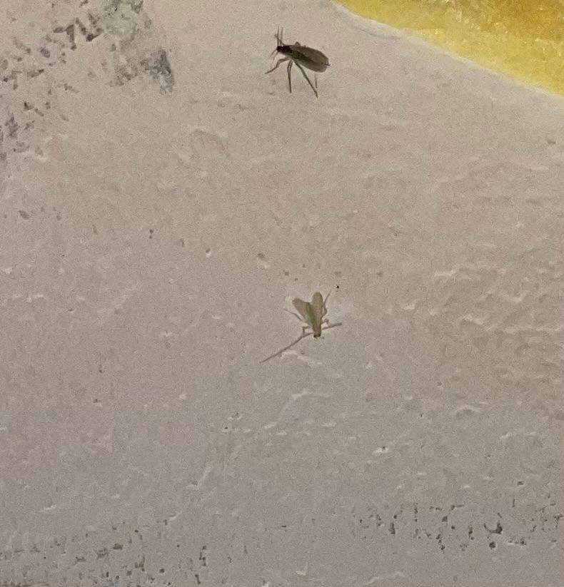Extrem viele Mini-Fliegen im Zimmer? (Insekten, Schädlingsbekämpfung ...