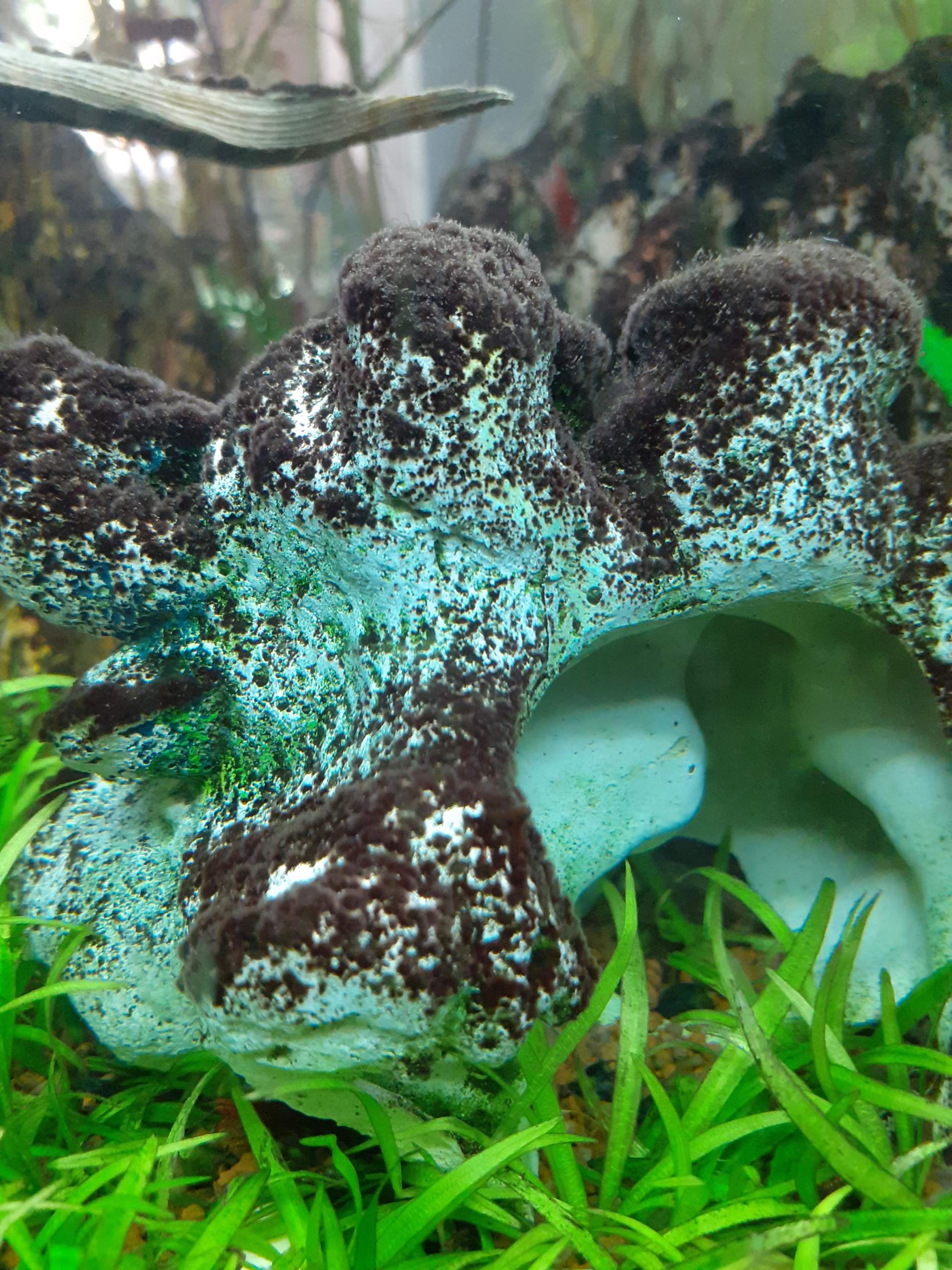 Extremer Bakterien/Algenrasen im Aquarium, weiß jemand um was es sich handelt? (Pflanzen, Algen) Extremer Bakterien/Algenrasen im Aquarium, weiß jemand um was es sich handelt? (Pflanzen, Algen)