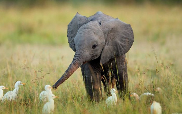 Findet Ihr Elefanten Babys Auch So Suss Oder Bin Ich Der Einzige D Tiere Umfrage Abstimmung