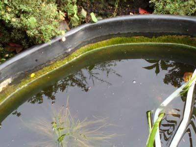 Fadenalgen im Teich durch Kälte oder mit Hausmitteln bekämpfen? KEINE