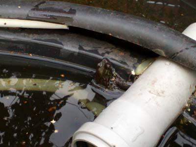 Fadenalgen im Teich durch Kälte oder mit Hausmitteln bekämpfen? KEINE