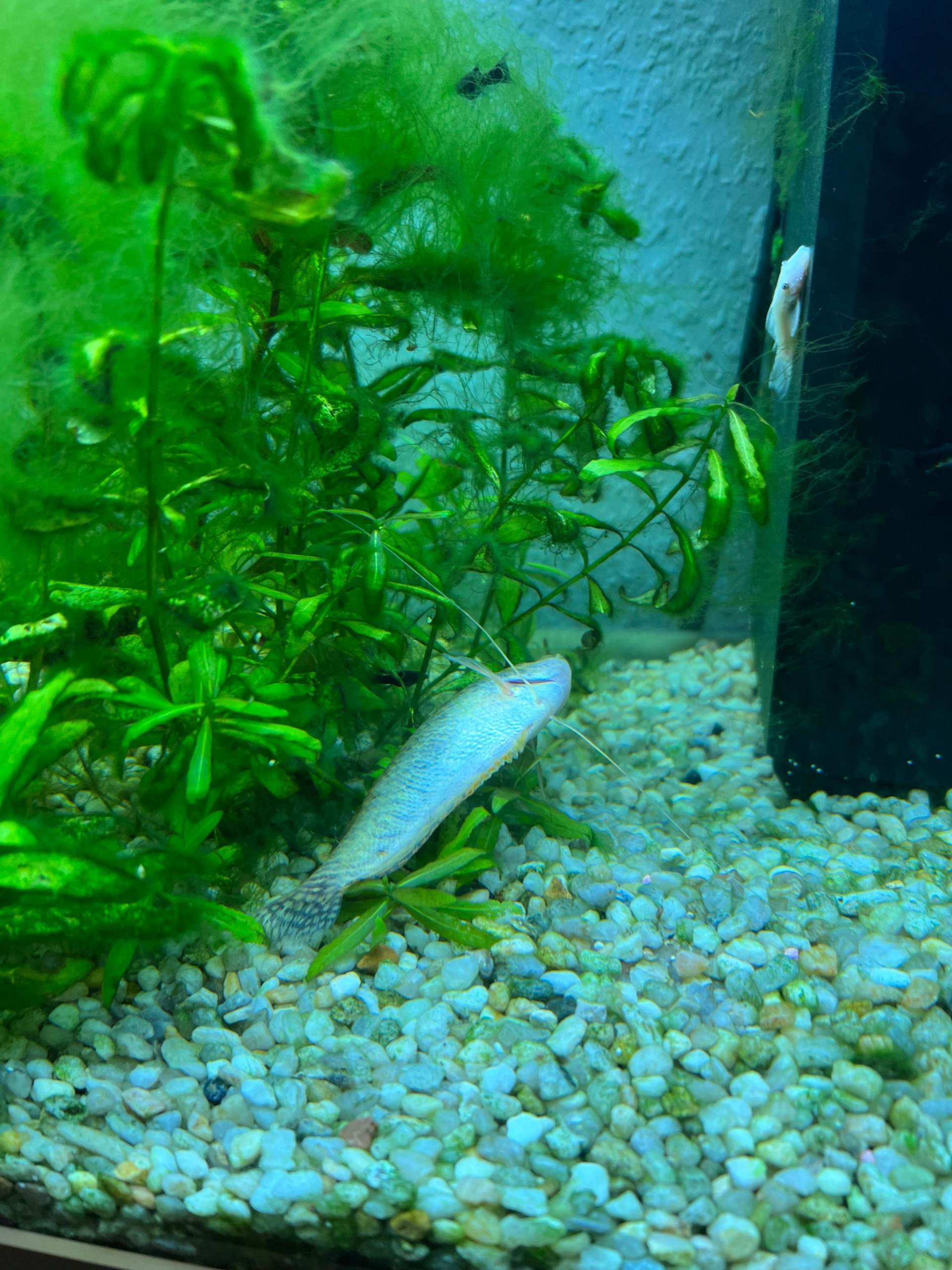 Fadenfisch liegt am Boden? (Krankheit, Wasser, Aquarium)