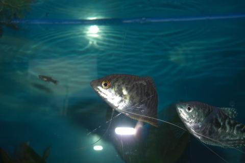 Links das Weibchen und rechts ein blauer Fafi - (Fische, Aquarium, Aquaristik)