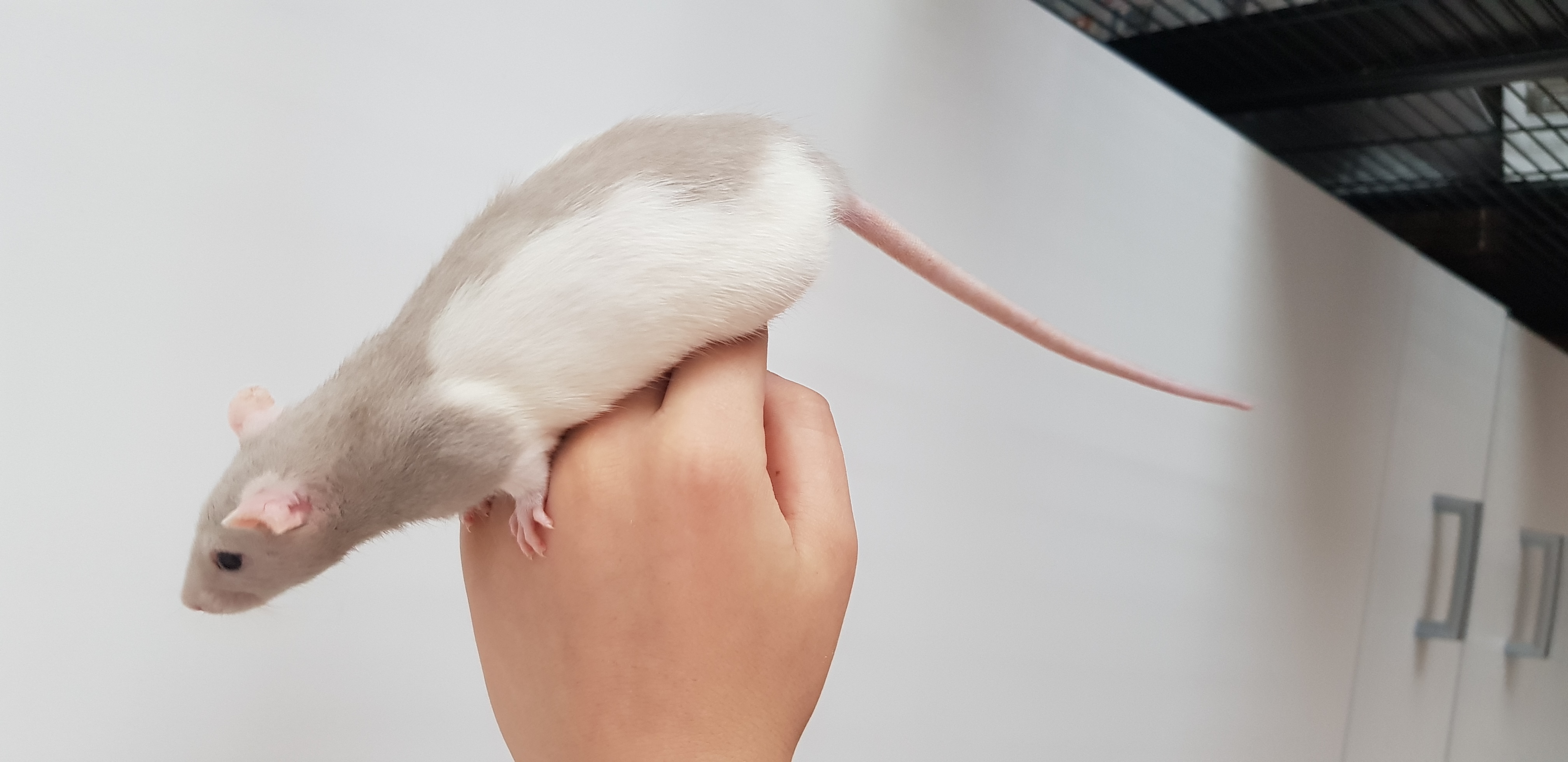 Farbung Der Ratten Farbratten