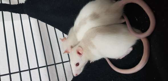 Farbung Der Ratten Farbratten