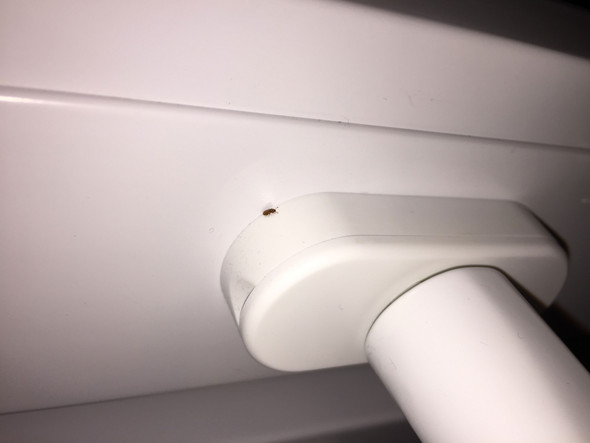 Käfer am Fenstergriff - (Insekten, Schädlinge)