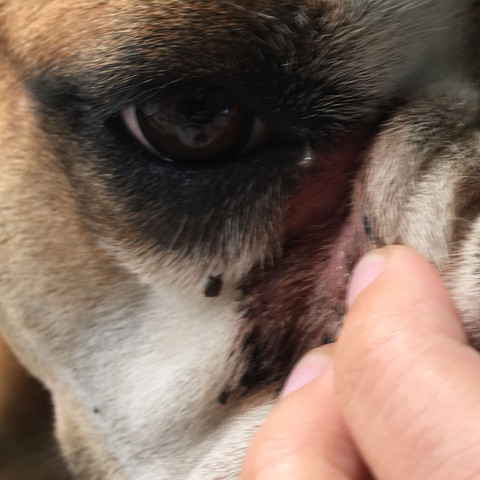 Faltenpflege Bei Bulldogge Tiere Hund Pflege