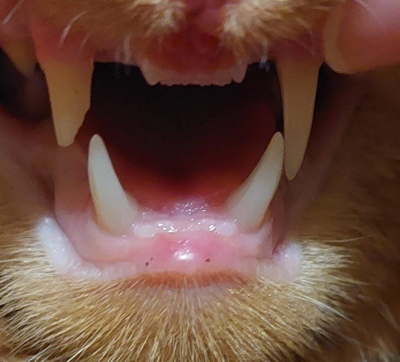 Fangzahn von katze bisschen abgebrochen? (Zähne)