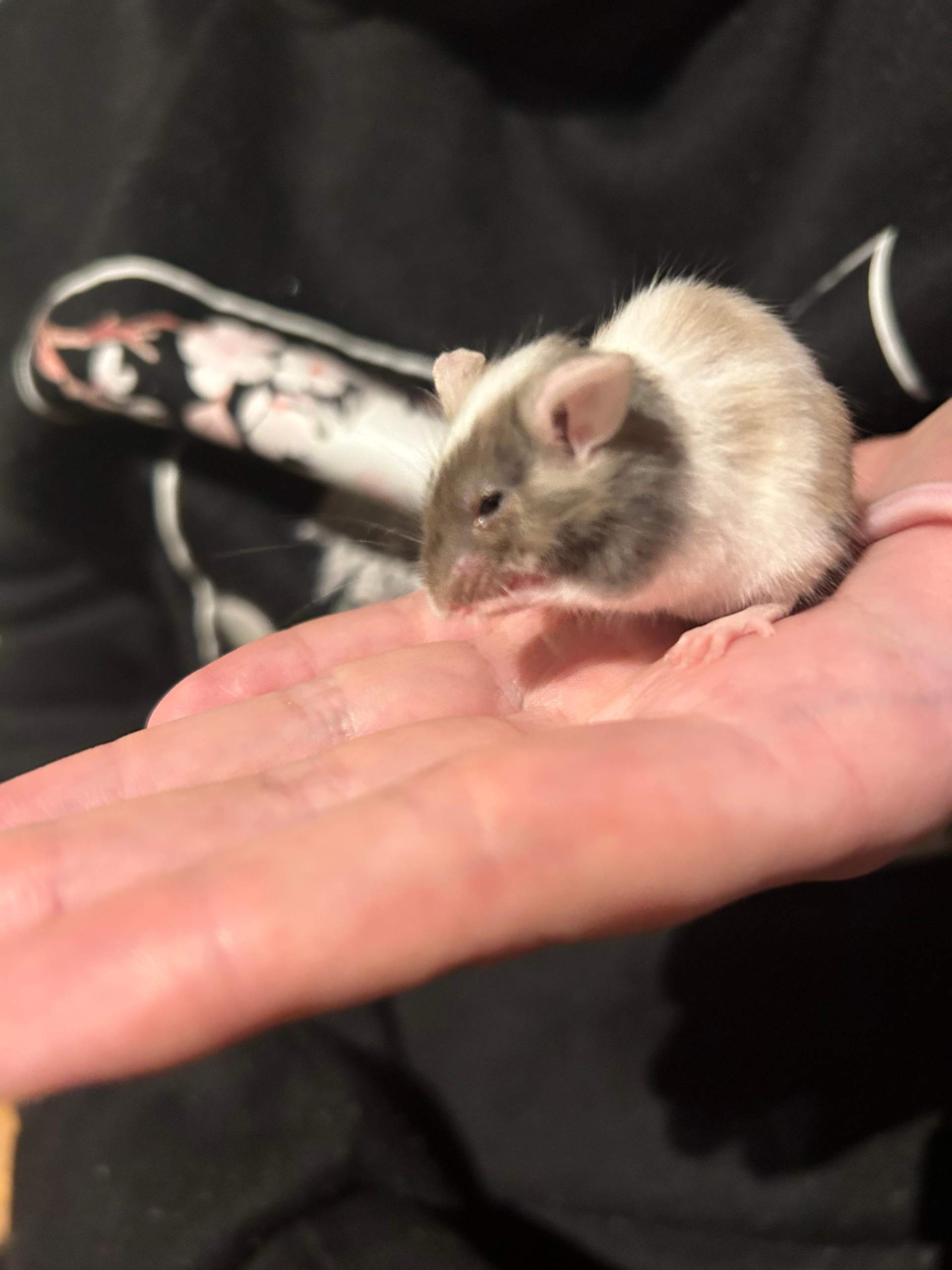 Farbmaus hat rote Kruste am Auge, was ist das? (Gesundheit, Tiermedizin)