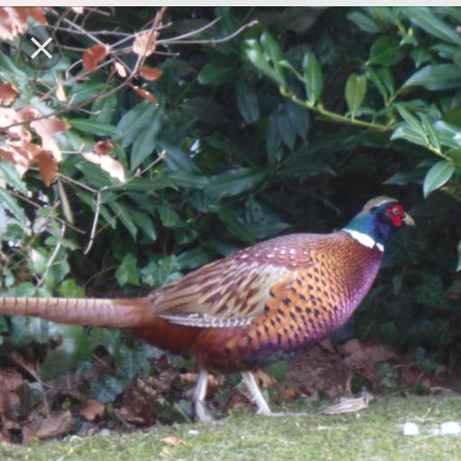 Fasan im Garten, was tun? (Tiere, Vögel, Futter)