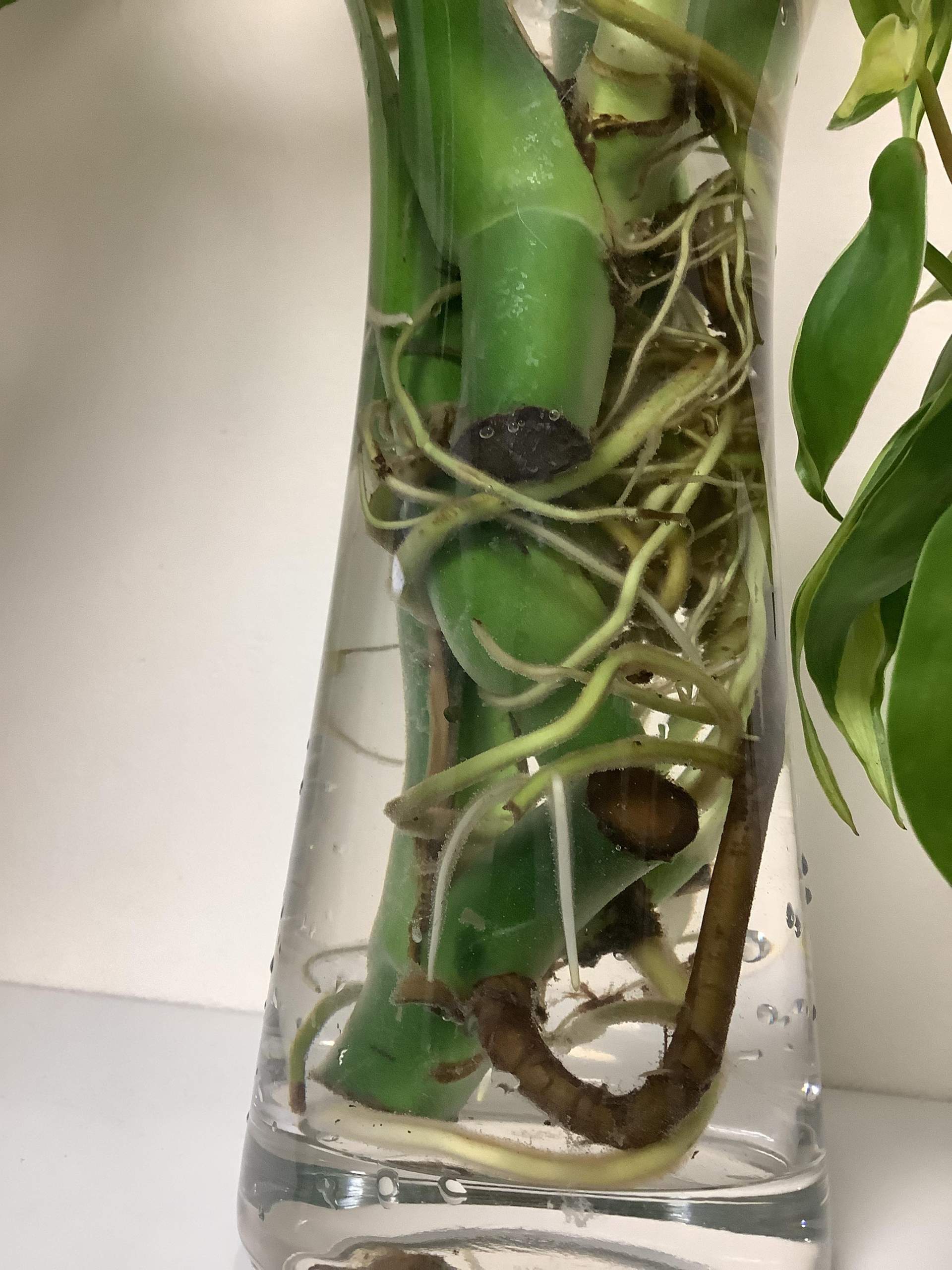 philodendron brandtianum care Philodendron Brandi main image 0