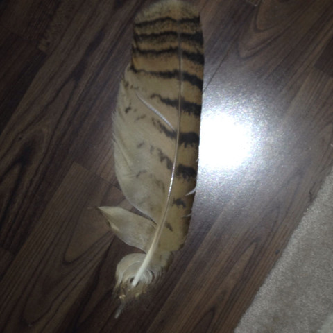 Feder von welchem Tier ?
- (Vögel, Feder)