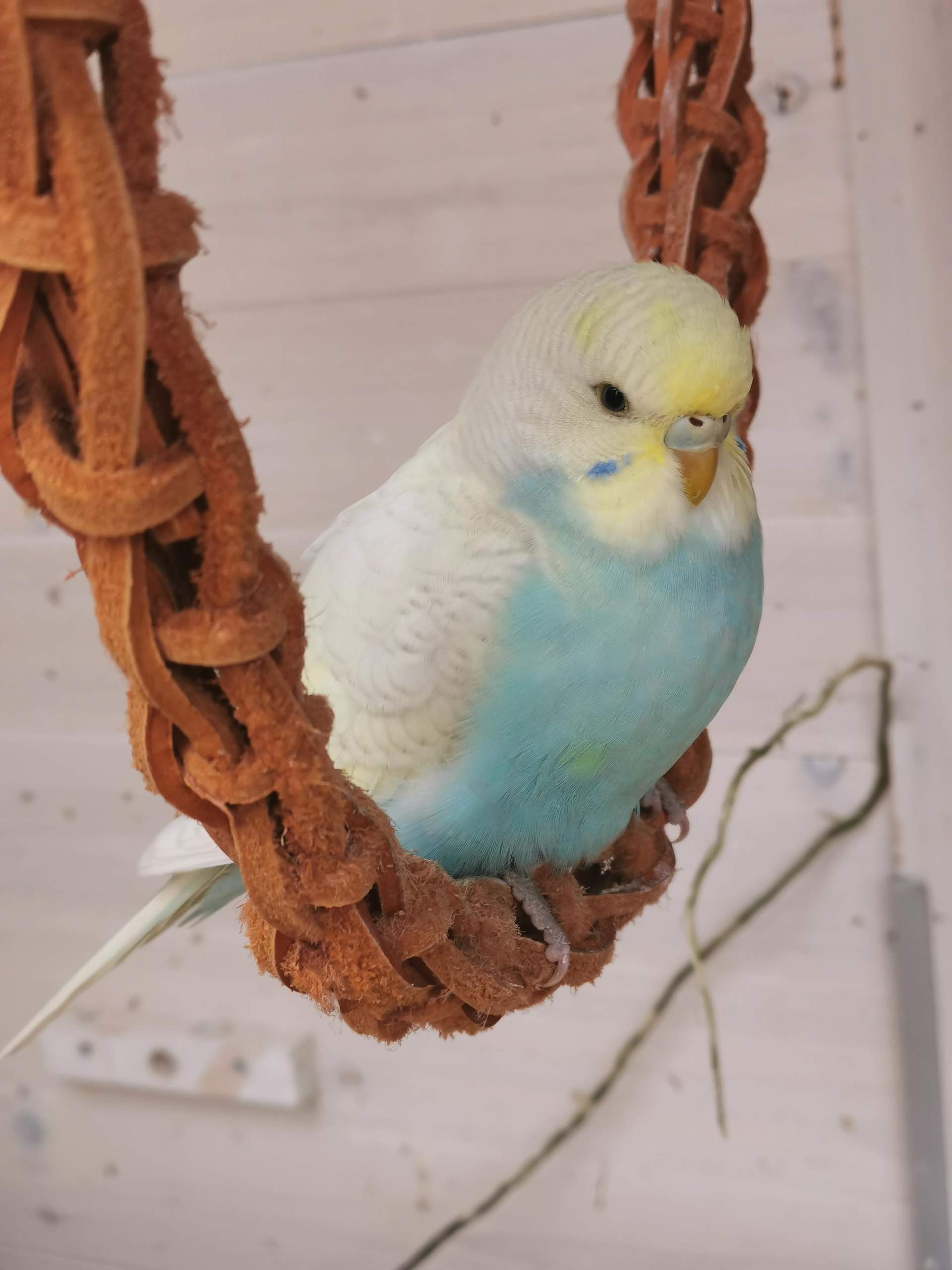 Wellensittich Liegt Auf Dem Bauch