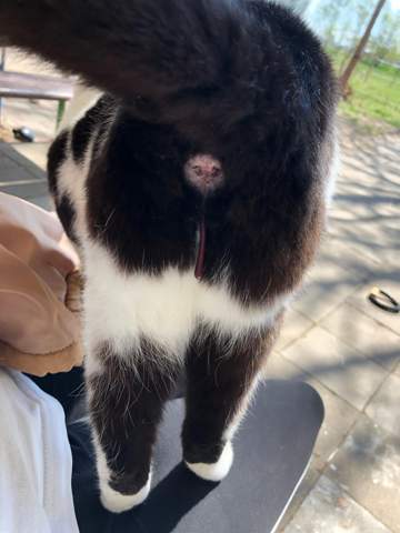 Fehlgeburt oder normale Anzeichen? (Schwangerschaft, Katzen)